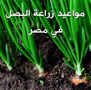 مواعيد زراعة البصل فى مص