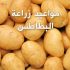 مواعيد زراعة البطاطس وشرح طريقة الزراعة