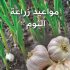 مواعيد وطريقة زراعة الثوم فى مصر بالتفصيل
