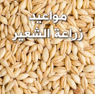 مواعيد زراعة الشعير في مصر 2022