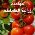 مواعيد زراعة الطماطم فى مصر ومراحل الزراعة