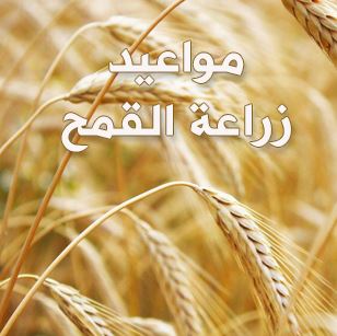 مواعيد زراعة القمح