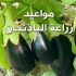 مواعيد زراعة الباذنجان فى مصر بالتفصيل